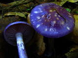 Cortinarius iodes image