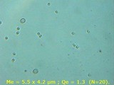 Abortiporus biennis image
