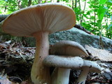 Russula crustosa image