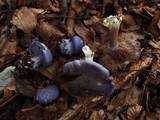 Cortinarius eucaeruleus image