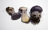 Cortinarius eucaeruleus image