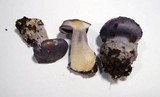 Cortinarius eucaeruleus image