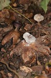 Geastrum striatum image