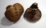 Cortinarius glaucopus image