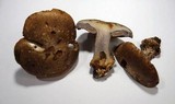 Cortinarius glaucopus image