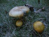 Amanita flavorubens image