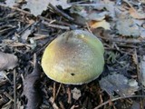 Floccularia albolanaripes image