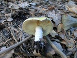 Floccularia albolanaripes image
