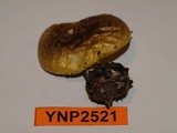 Floccularia albolanaripes image