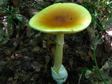 Amanita banningiana image