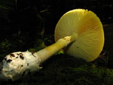 Amanita banningiana image