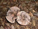 Lactarius argillaceifolius image