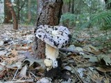 Lactarius argillaceifolius image