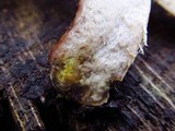 Armillaria gallica image