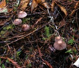 Cortinarius evernius image
