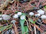 Strobilurus albipilatus image