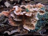 Merulius tremellosus image