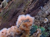 Merulius tremellosus image
