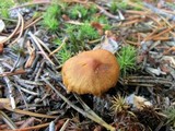 Cortinarius gentilis image