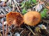 Cortinarius gentilis image