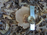 Sarcodon scabrosus image