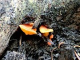 Chrysomphalina aurantiaca image