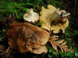 Suillus punctatipes image