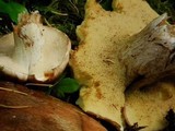 Suillus punctatipes image