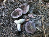 Russula mariae image