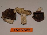 Russula mariae image
