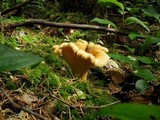 Cantharellus formosus image