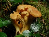 Cantharellus formosus image