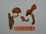 Chrysomphalina aurantiaca image