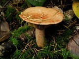Lactarius rubrilacteus image
