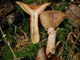 Lactarius rubrilacteus image
