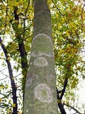 Lecanora thysanophora image