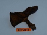 Suillus brunnescens image