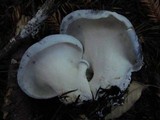 Albatrellus flettii image