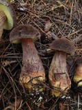 Boletellus mirabilis image