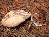 Hydnellum caeruleum image