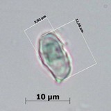 Entoloma chytrophilum image