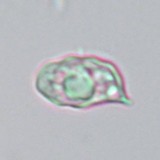 Entoloma chytrophilum image