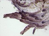 Entoloma chytrophilum image