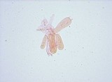 Entoloma chytrophilum image