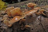 Pleurotopsis longinqua image