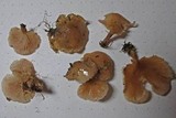 Pleurotopsis longinqua image