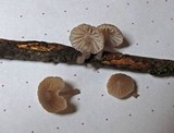 Mycena rubromarginata image