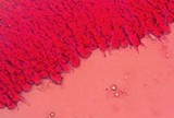 Mycena rubromarginata image
