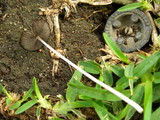 Parasola plicatilis image
