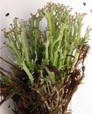 Cladonia crispata var. crispata image